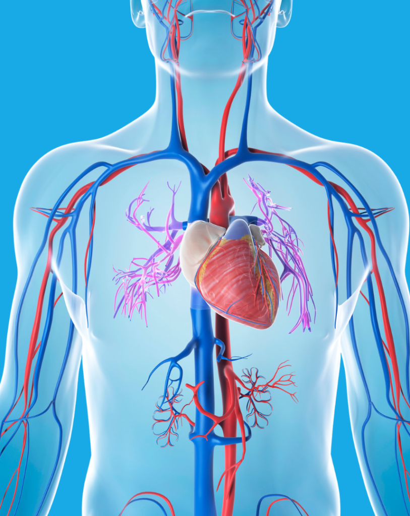 Diagram of the heart