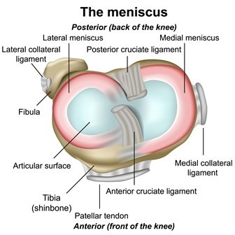 A cross-sectional diagram of the human knee, labelled "The meniscus":

"Anterior (front of the knee)" labelled at the bottom, with "Posterior (back of the knee)" at the top.
Two crescent-shaped structures represent the "Lateral meniscus" (left) and "Medial meniscus" (right).
Surrounding structures include "Lateral collateral ligament" (left side), "Medial collateral ligament" (right side), "Posterior cruciate ligament" (top centre), "Anterior cruciate ligament" (bottom centre), "Patellar tendon" (bottom front), "Tibia (shinbone)" (bottom) and "Fibula" (left bottom side).
"Articular surface" highlighted in the centre, between the menisci.