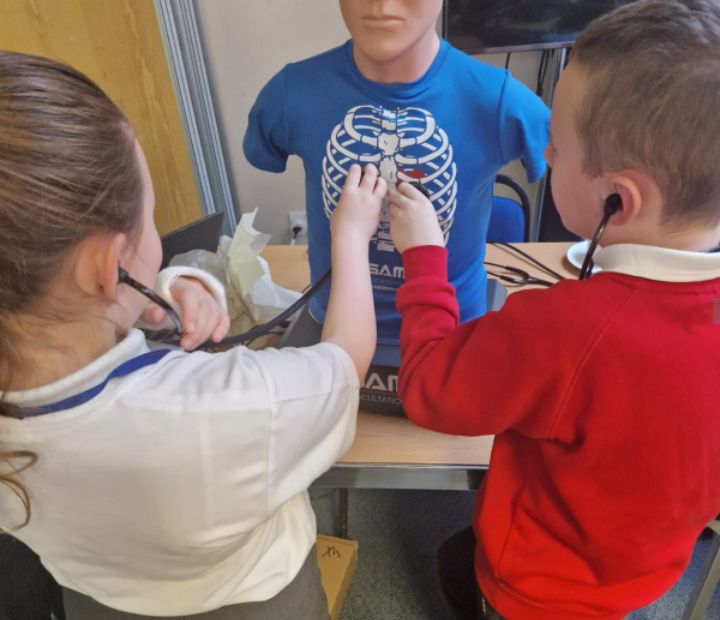 Boy and girl from primary class listen to the chest of a mannequin using a stethoscope.
