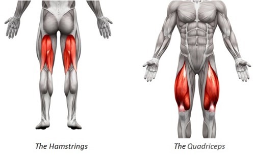 Two anatomical illustrations of the human lower body:

Left: Muscles highlighted in red represent "The Hamstrings", located at the back of the thighs.
Right: Muscles highlighted in red depict "The Quadriceps", located at the front of the thighs.