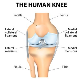 A diagram illustrating the anatomy of the human knee. The diagram showcases various components of the knee:

Patella: Located at the front center.
Femur: Above the knee, forming the upper portion of the leg.
Tibia: Directly below the knee, forming the larger bone of the lower leg.
Fibula: To the side of the tibia, forming the smaller bone of the lower leg.
Lateral collateral ligament: Located on the outer side of the knee.
Medial collateral ligament: Located on the inner side of the knee.
Lateral meniscus: A crescent-shaped cartilage pad between the femur and tibia on the outer side.
Medial meniscus: A crescent-shaped cartilage pad between the femur and tibia on the inner side.
The components are highlighted and labelled, with lines pointing to their respective positions on the knee.