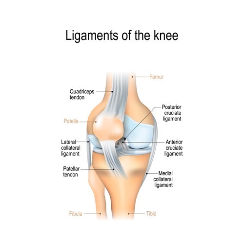 An anatomical diagram titled "Ligaments of the knee":

"Femur": the bone above the knee.
"Tibia": the shinbone below the knee.
"Fibula": the smaller bone next to the tibia.
"Patella": also known as the kneecap, located in the center front of the knee.
"Quadriceps tendon": connecting the quadriceps muscle to the patella.
"Patellar tendon": attaching the patella to the tibia.
"Lateral collateral ligament": on the outer side of the knee.
"Medial collateral ligament": on the inner side of the knee.
"Anterior cruciate ligament": in the middle of the knee, crossing from the femur to the tibia.
"Posterior cruciate ligament": also in the knee's center, crossing behind the anterior cruciate ligament.
The ligaments are represented as bands or cords in the diagram, providing a clear view of their locations and connections within the knee.