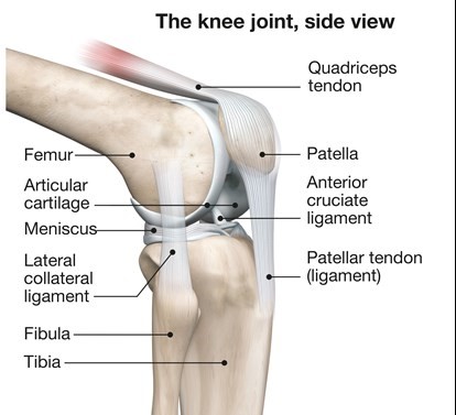 A side view illustration of the knee joint:

"Femur": The upper thigh bone.
"Tibia": The shinbone, located below the knee.
"Fibula": The smaller bone parallel to the tibia.
"Patella": The kneecap, located at the front of the knee.
"Meniscus": Crescent-shaped cartilage between the femur and tibia.
"Quadriceps tendon": Connecting the quadriceps muscle to the patella.
"Patellar tendon (ligament)": Linking the patella to the tibia.
"Anterior cruciate ligament": Inside the knee joint, providing stability.
"Lateral collateral ligament": On the outer side of the knee.
"Articular cartilage": Smooth tissue lining the bones' surface in the joint.
The background is neutral, highlighting the structures of the knee.