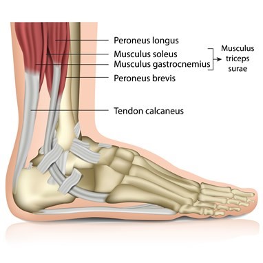 A side view of the anatomy of the lower leg and foot:

Labeled muscles include "Peroneus longus," "Musculus soleus," "Musculus gastrocnemius," and "Musculus triceps surae."
The "Peroneus brevis" muscle is shown along with the "Tendon calcaneus," also known as the Achilles tendon.